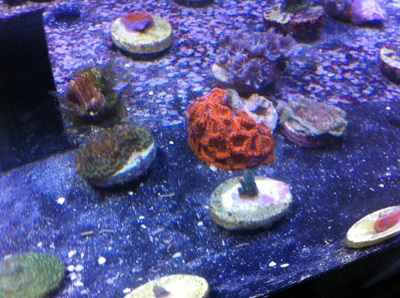 25 different kinds of zoas for sale Livestock Austin Reef Club